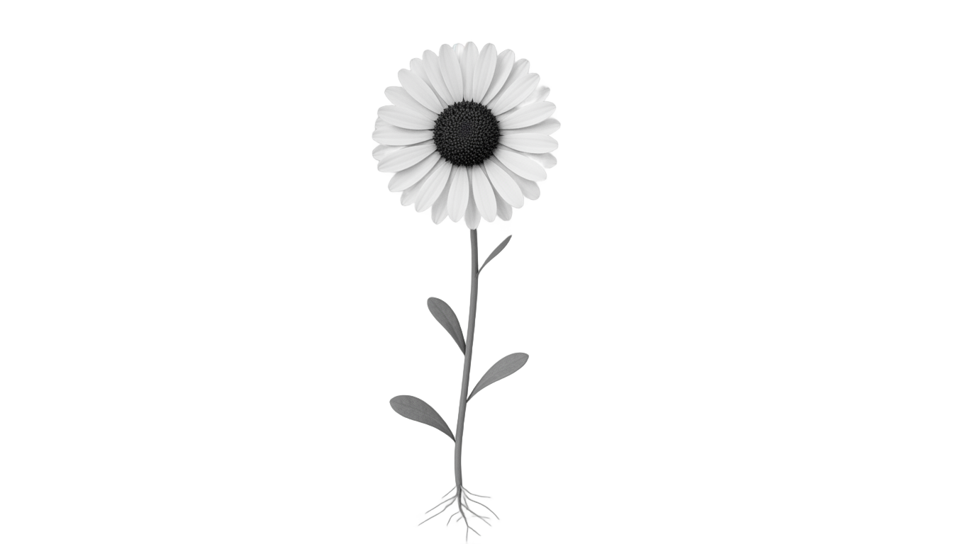 daisy png black and white PNG transparent background