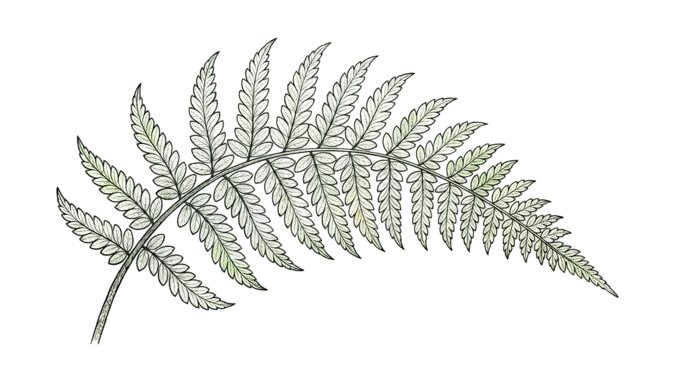 fern drawing png PNG transparent background