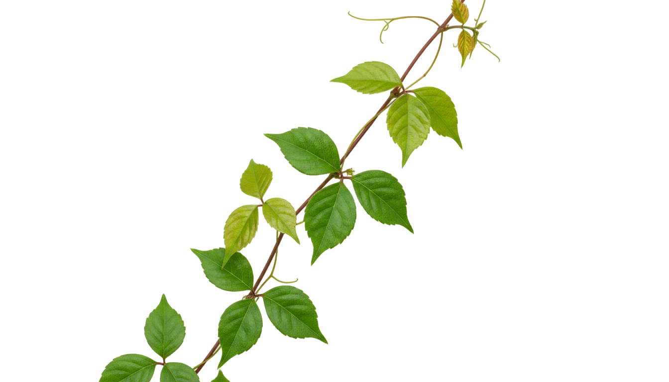 poison ivy png PNG transparent background