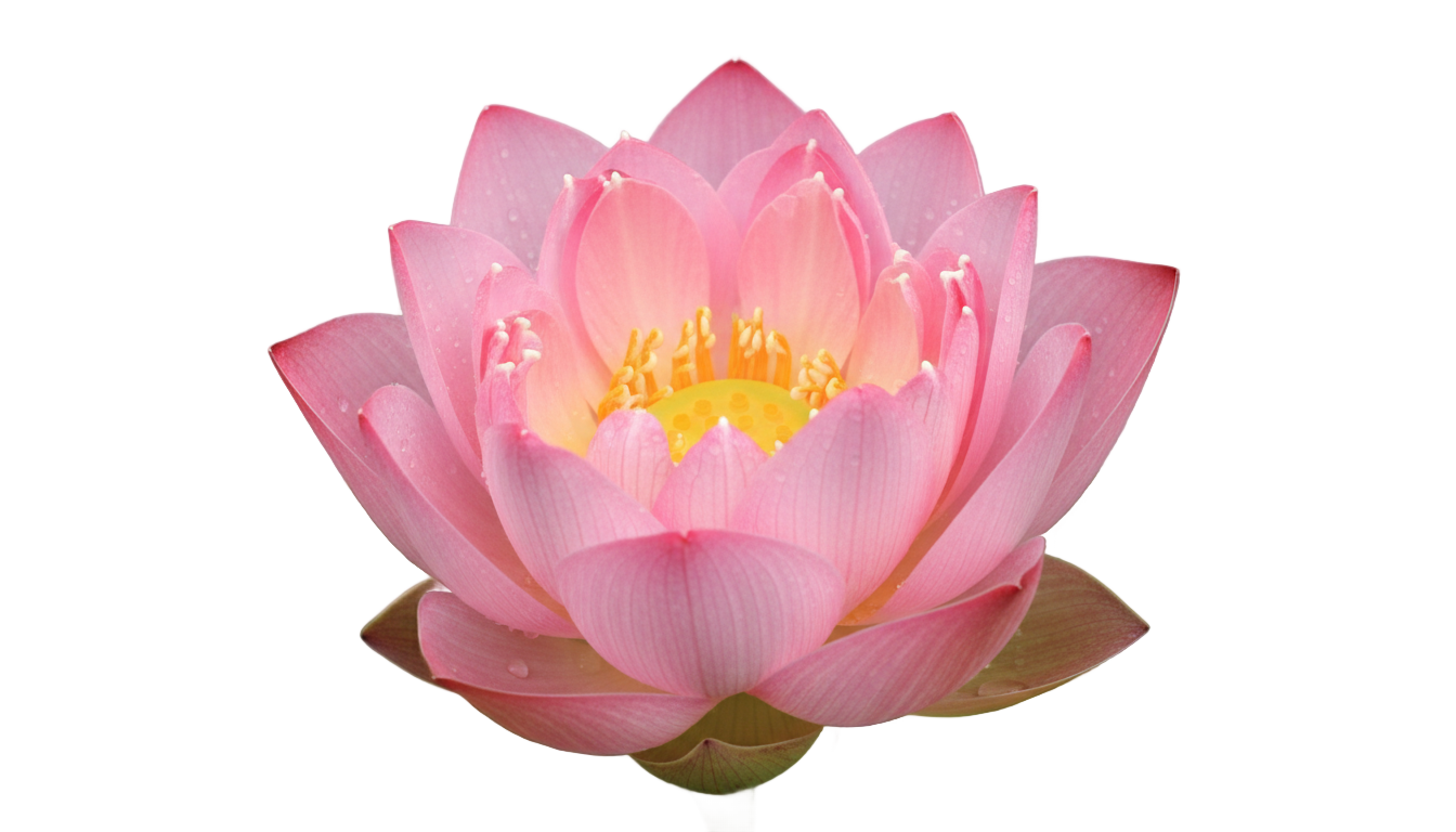 lotus animated png PNG transparent background