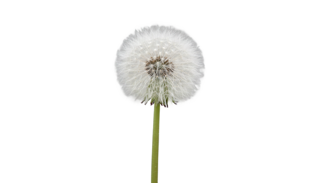 dandelion png PNG transparent background