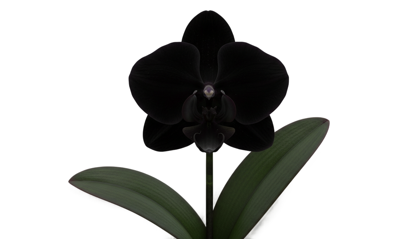 black orchid png PNG transparent background