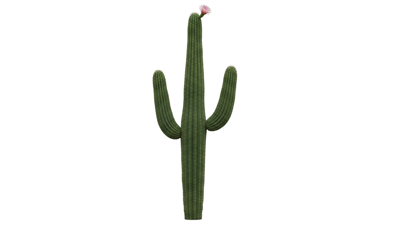 western cactus png PNG transparent background