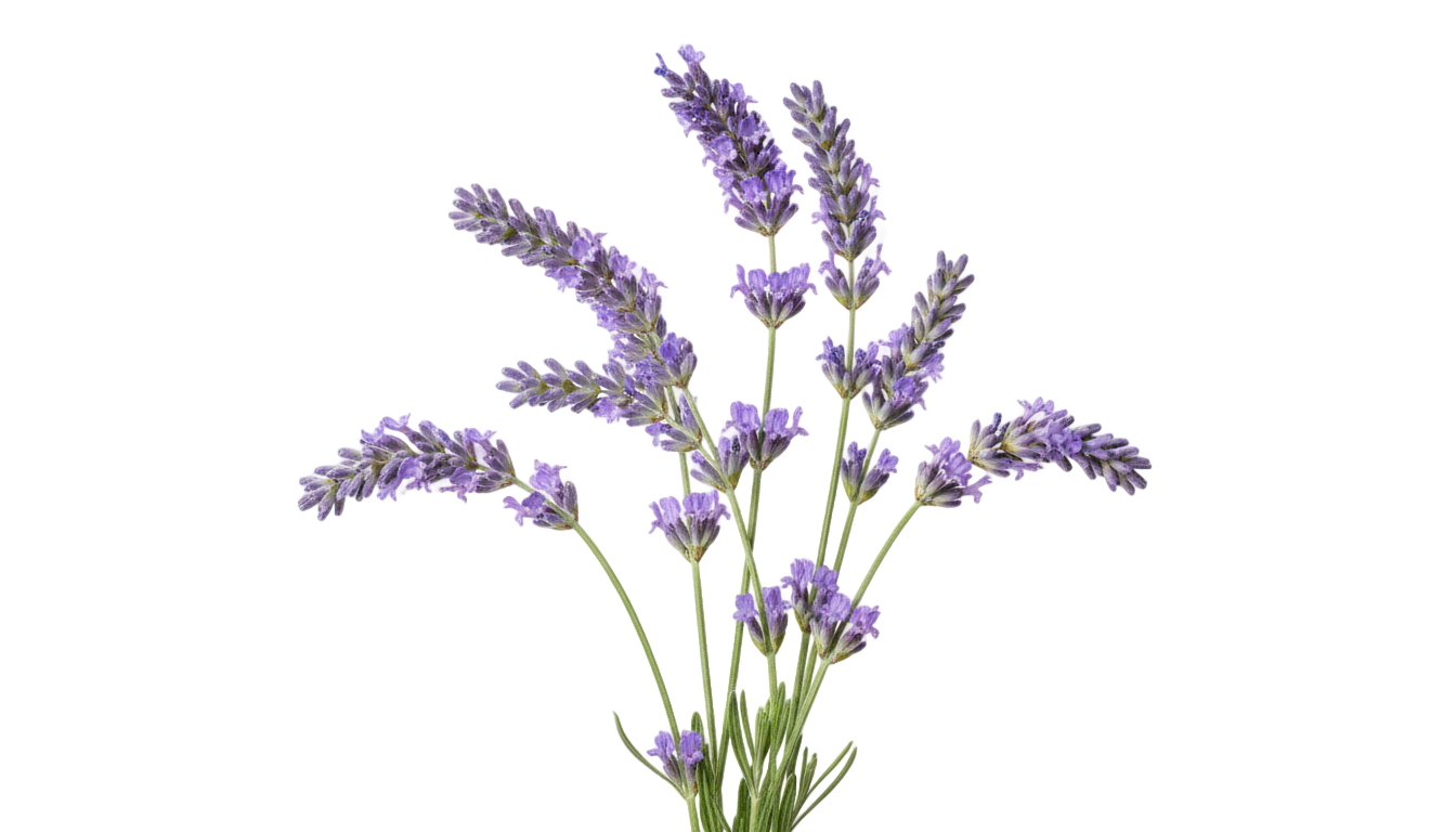 lavender illustration png PNG transparent background
