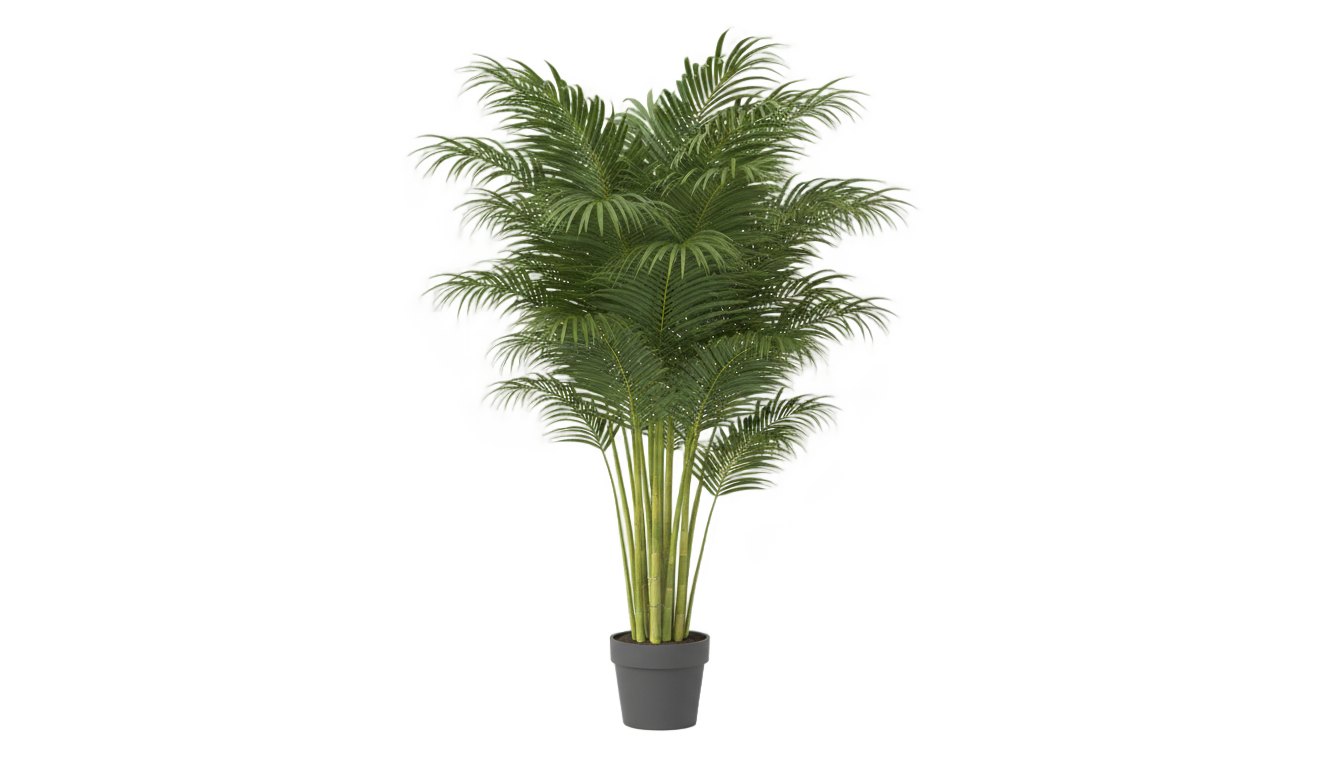 areca palm tree png PNG transparent background