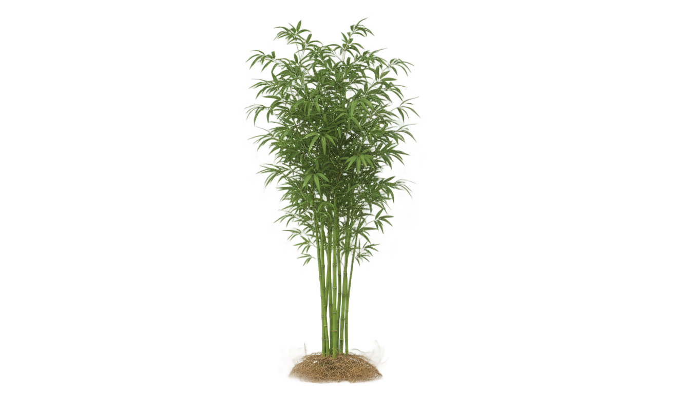 bamboo plan png PNG transparent background