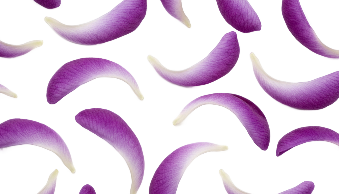 lavender petals png PNG transparent background