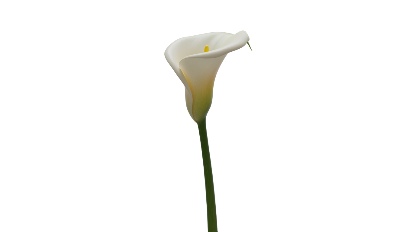 calla lily flower png PNG transparent background