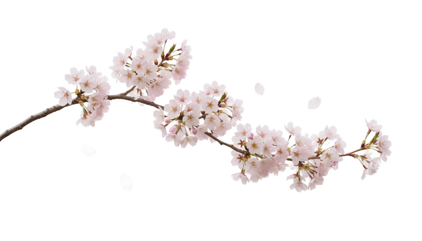 cute cherry blossom png PNG transparent background