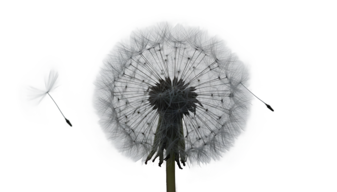 white dandelion png PNG transparent background