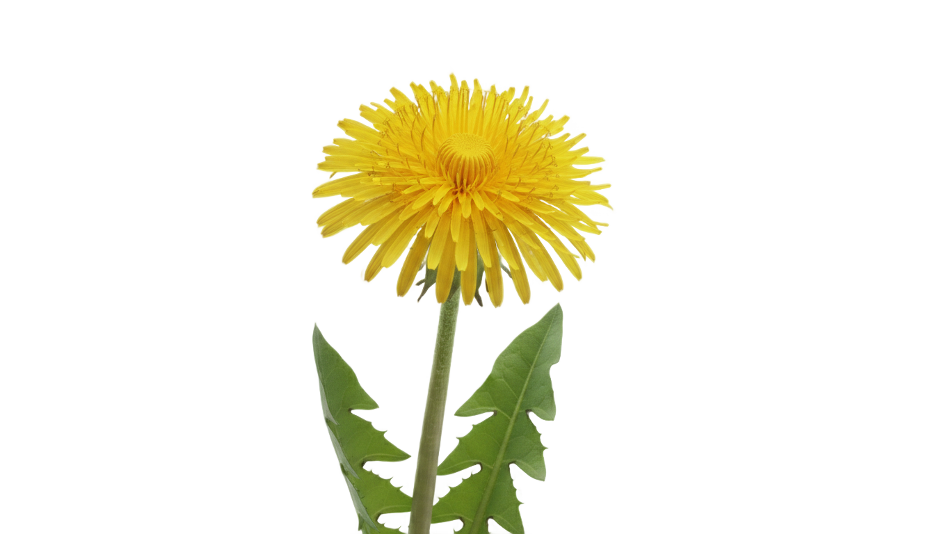 yellow dandelion png PNG transparent background