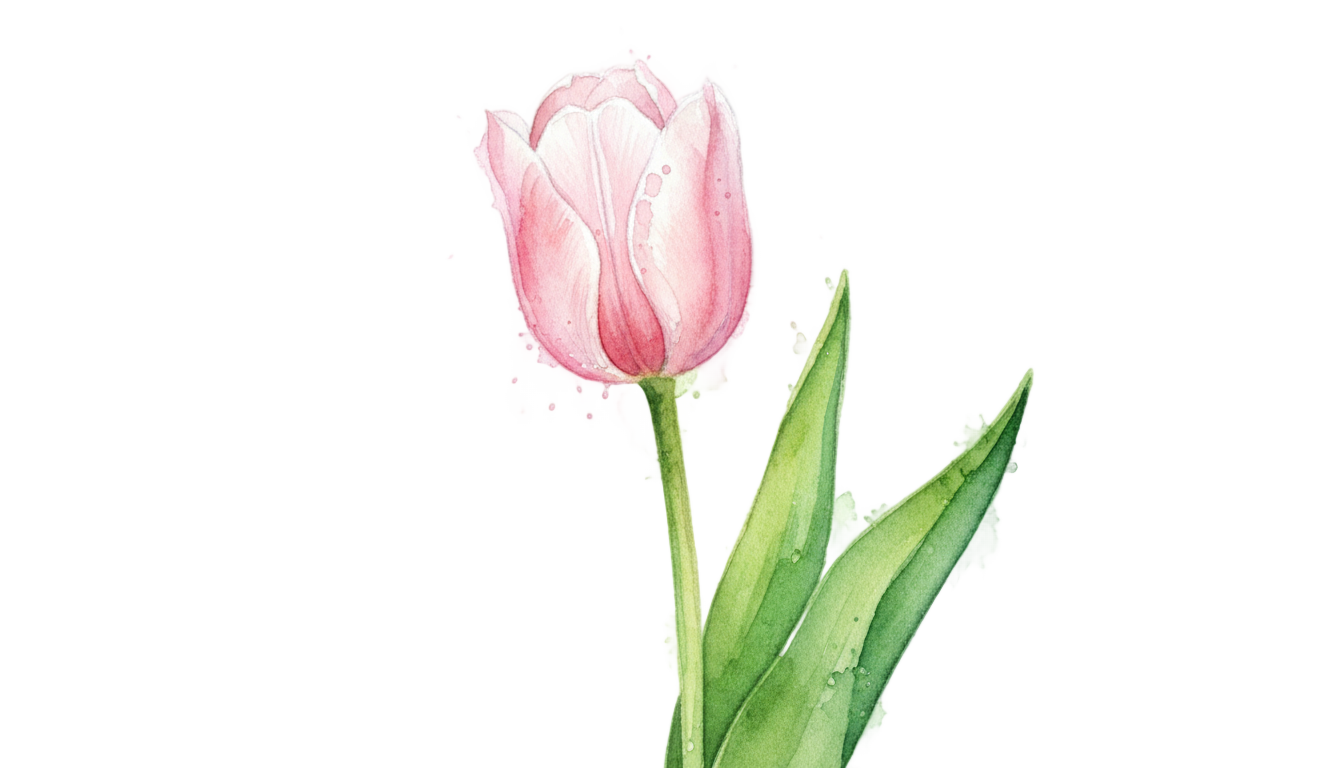 tulip watercolor png PNG transparent background