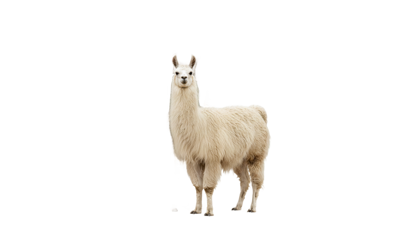 llamas y cactus png PNG transparent background
