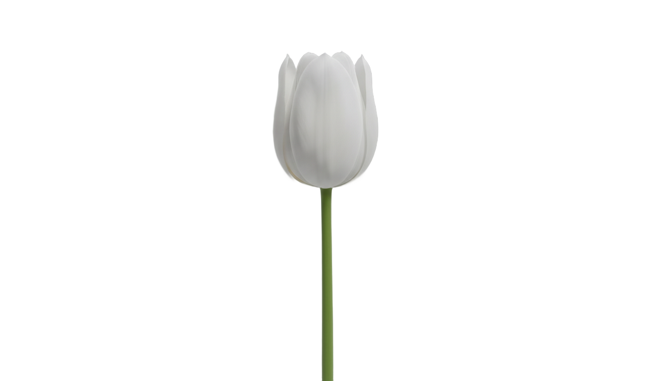 white tulip flower png PNG transparent background