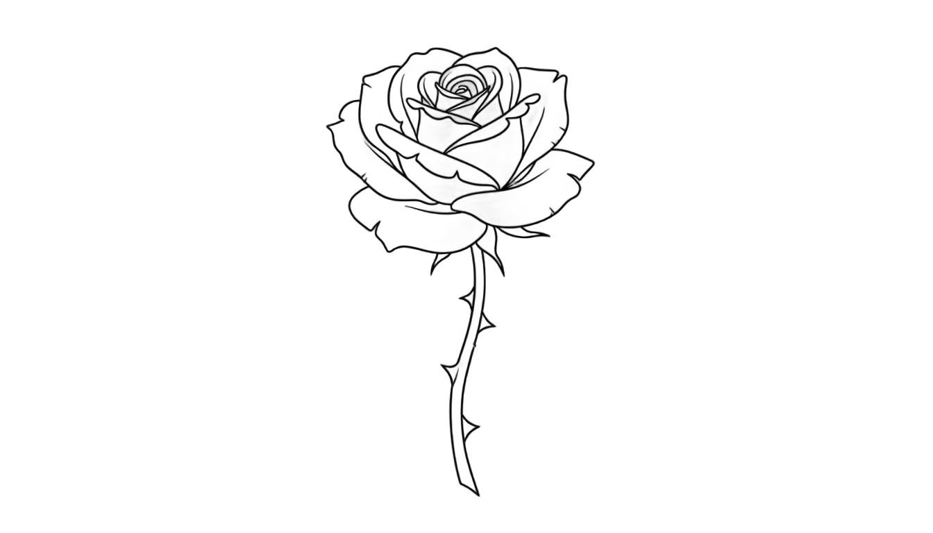rose outline png PNG transparent background
