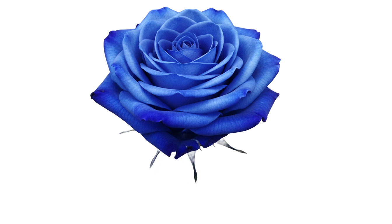 blue rose png PNG transparent background