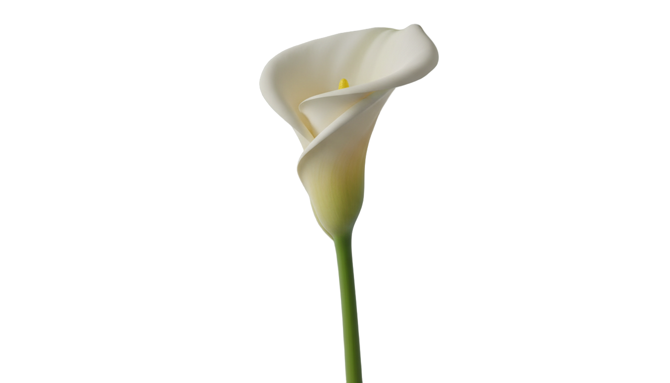 calla lily flower png PNG transparent background