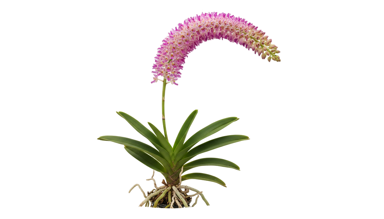 foxtail orchid png PNG transparent background