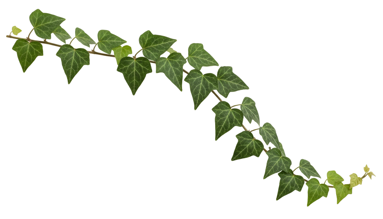 ivy clipart png PNG transparent background