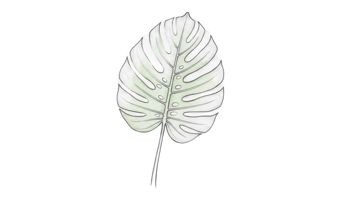 monstera leaf drawing png PNG transparent background