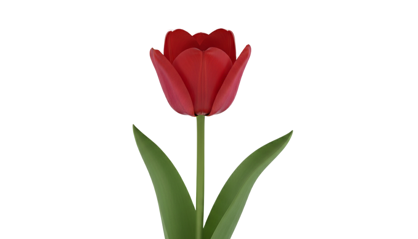red tulip png PNG transparent background