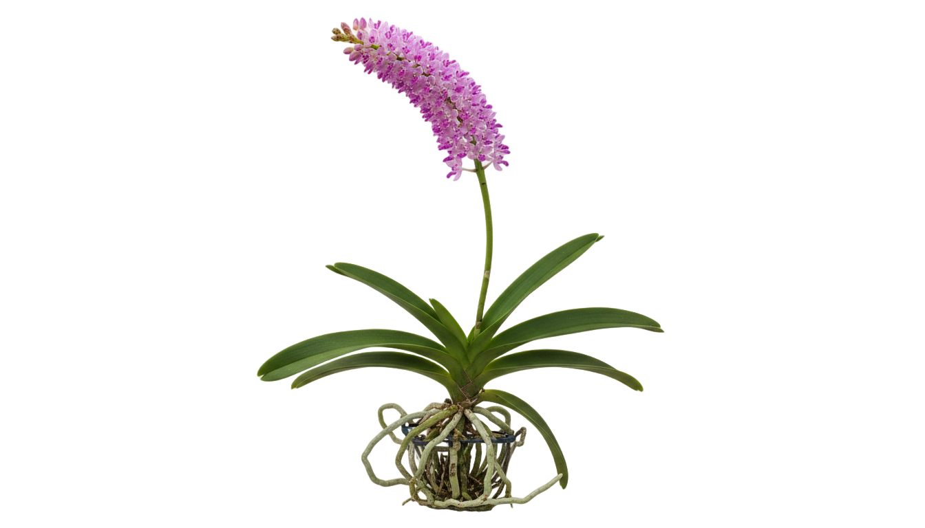 foxtail orchid png PNG transparent background