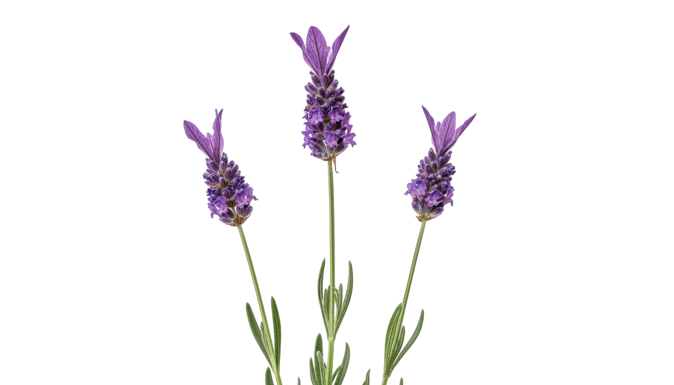french lavender png PNG transparent background