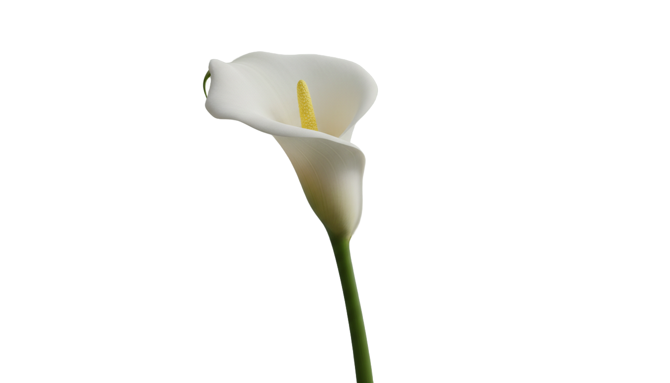 calla lily png PNG transparent background