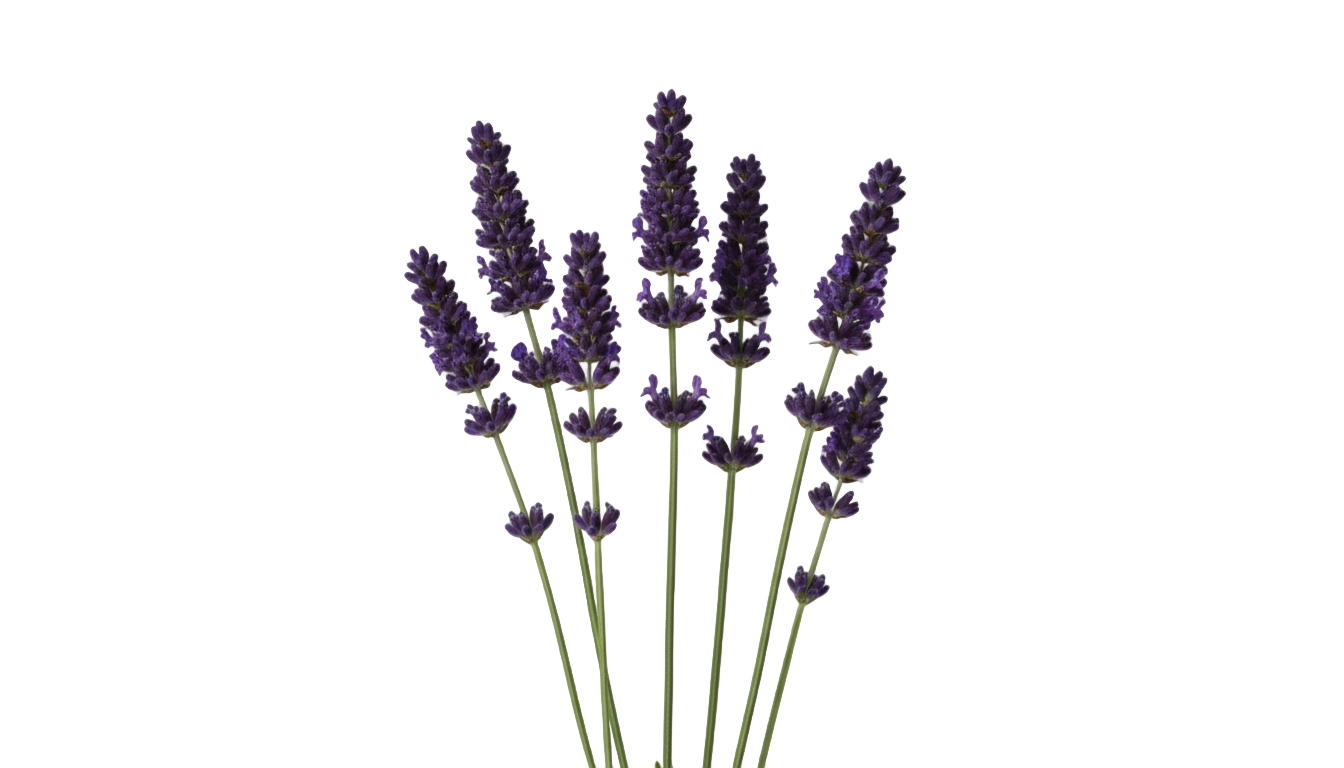 black lavender png PNG transparent background