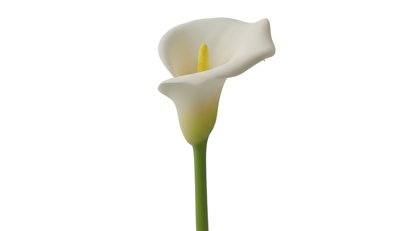 calla lily flower png PNG transparent background