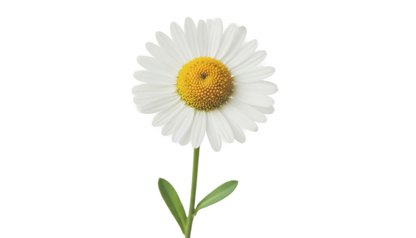 daisy png tumblr PNG transparent background