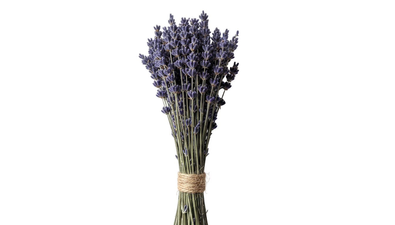 dried lavender png PNG transparent background