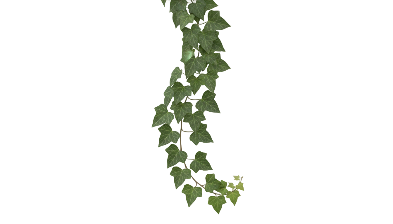 ivy clipart png PNG transparent background