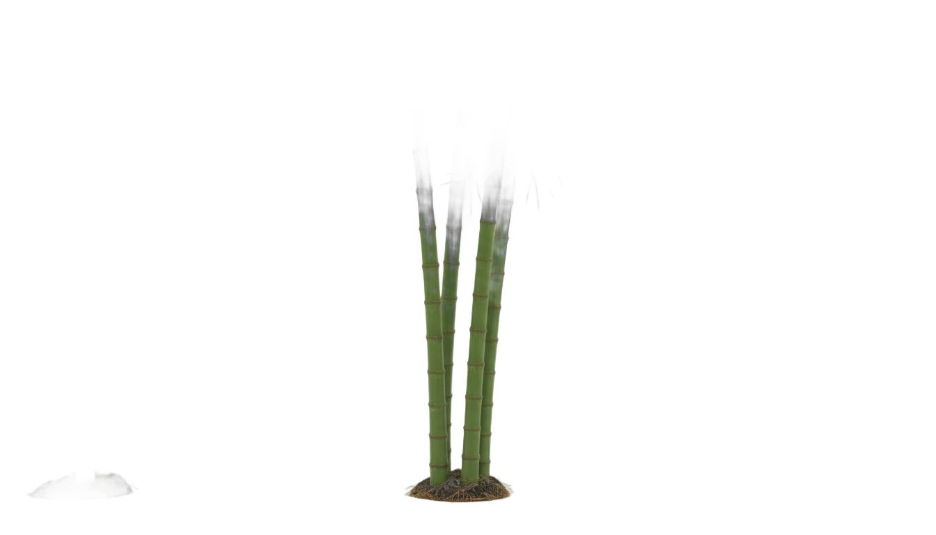 bamboo animated png PNG transparent background