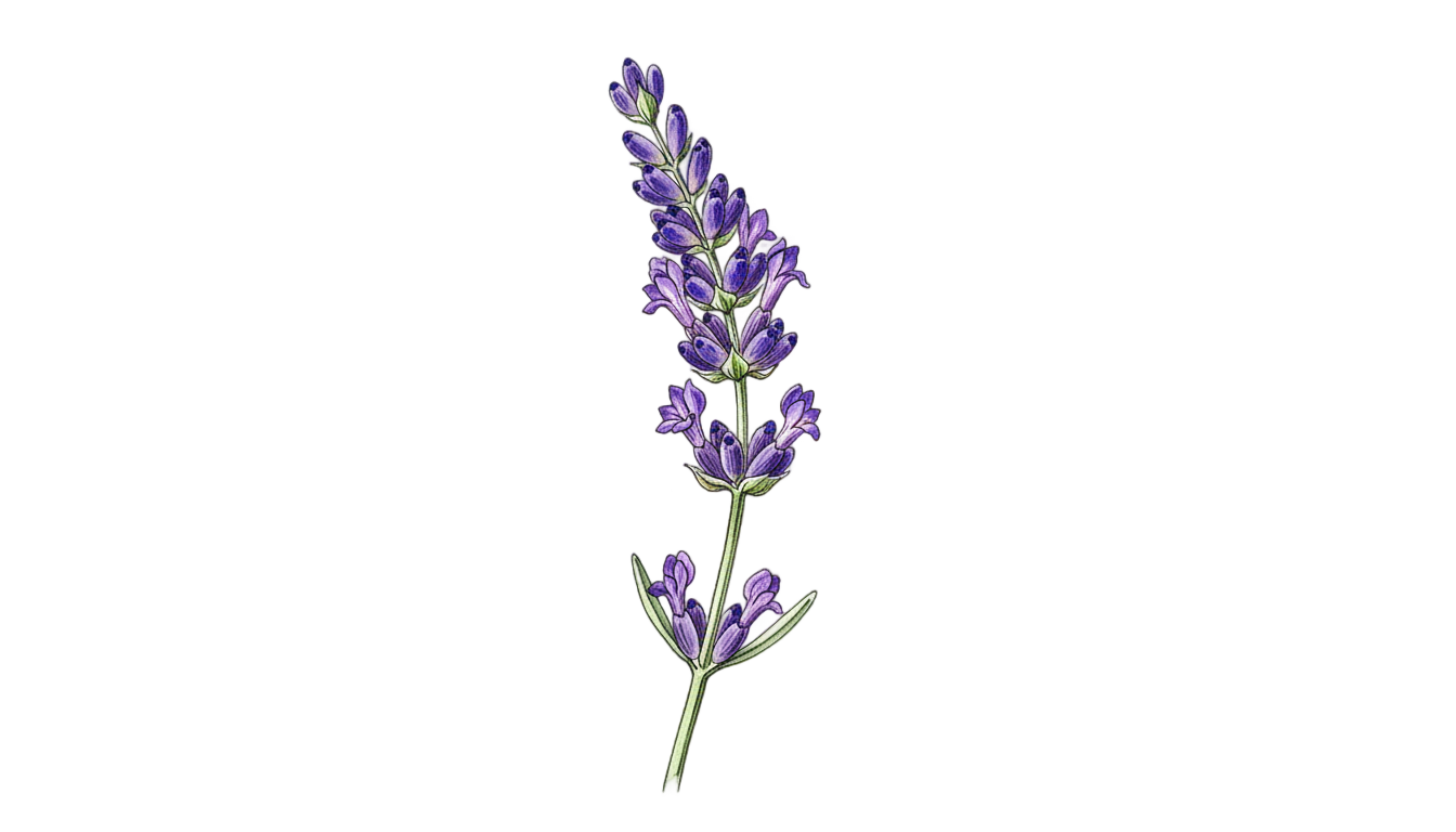 lavender vector png PNG transparent background