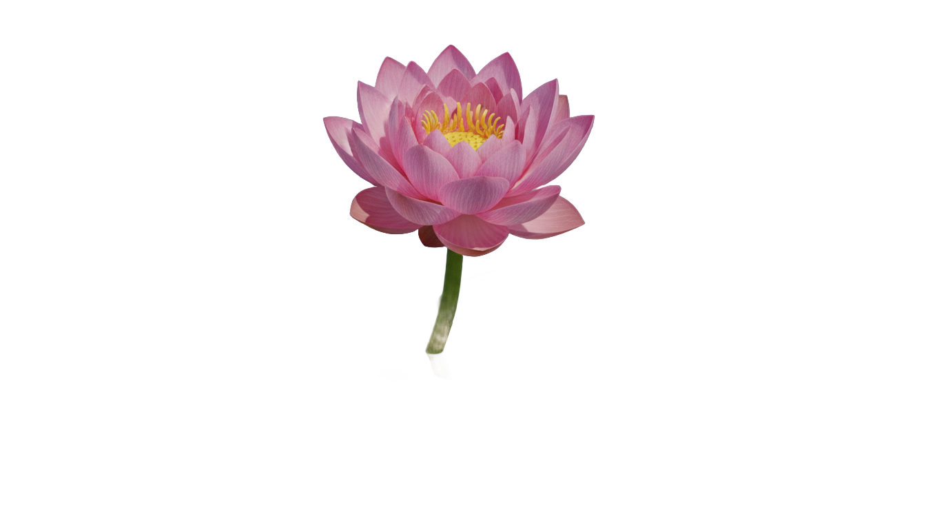 lotus plant png PNG transparent background