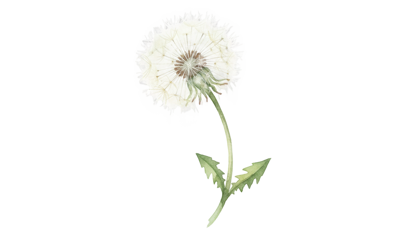 watercolor dandelion png PNG transparent background