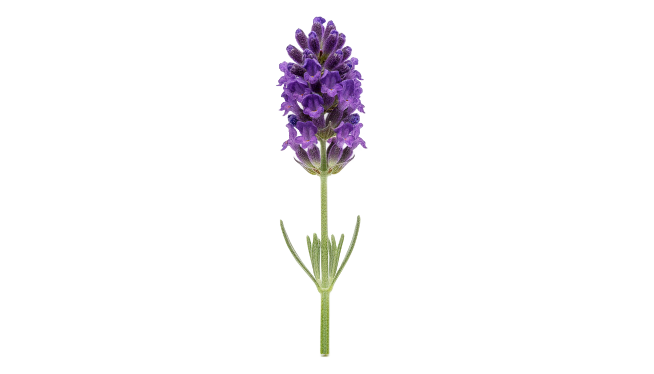 single lavender flower png PNG transparent background