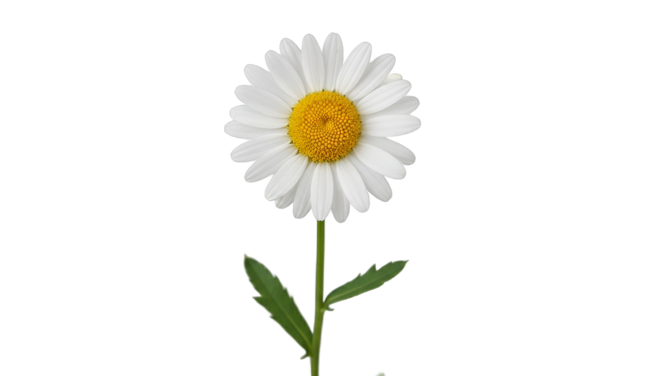 white daisy flower png PNG transparent background