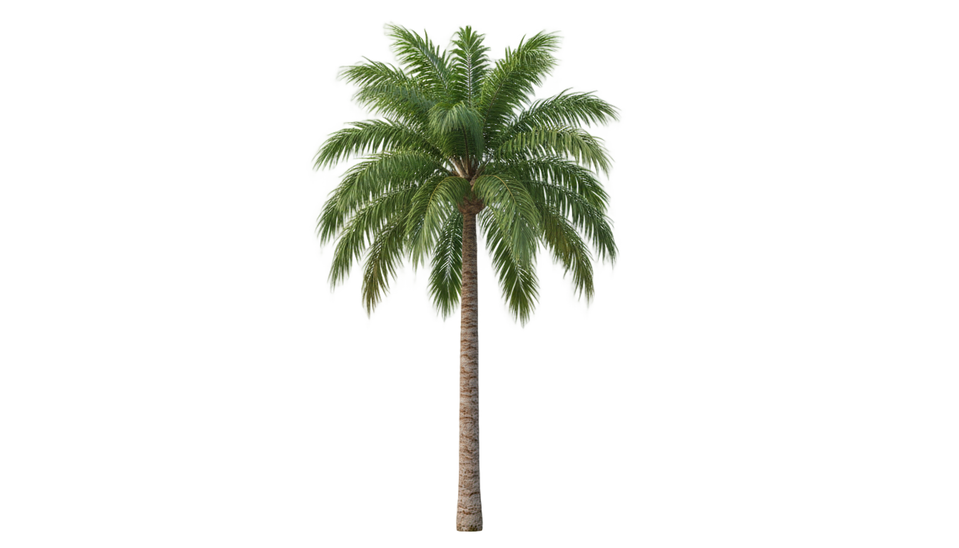 palm tree plant png PNG transparent background