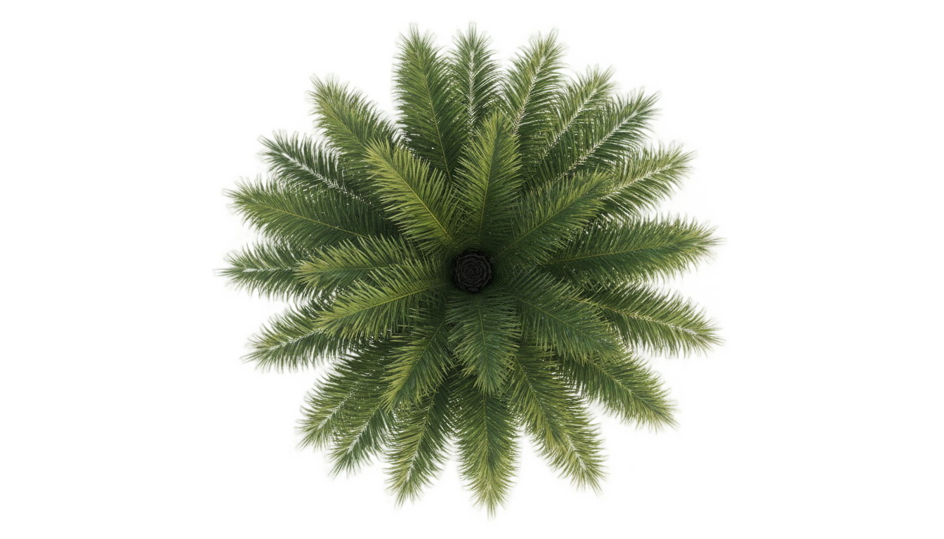 architectural palm tree top view png PNG transparent background