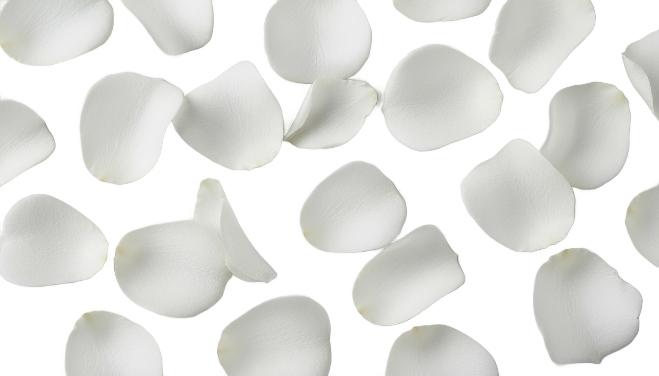 white rose petals png PNG transparent background