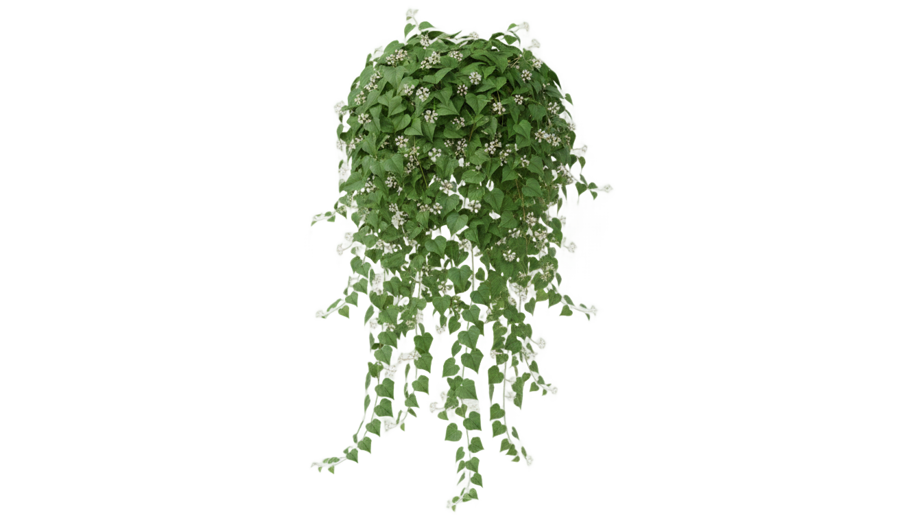 ivy flower png PNG transparent background