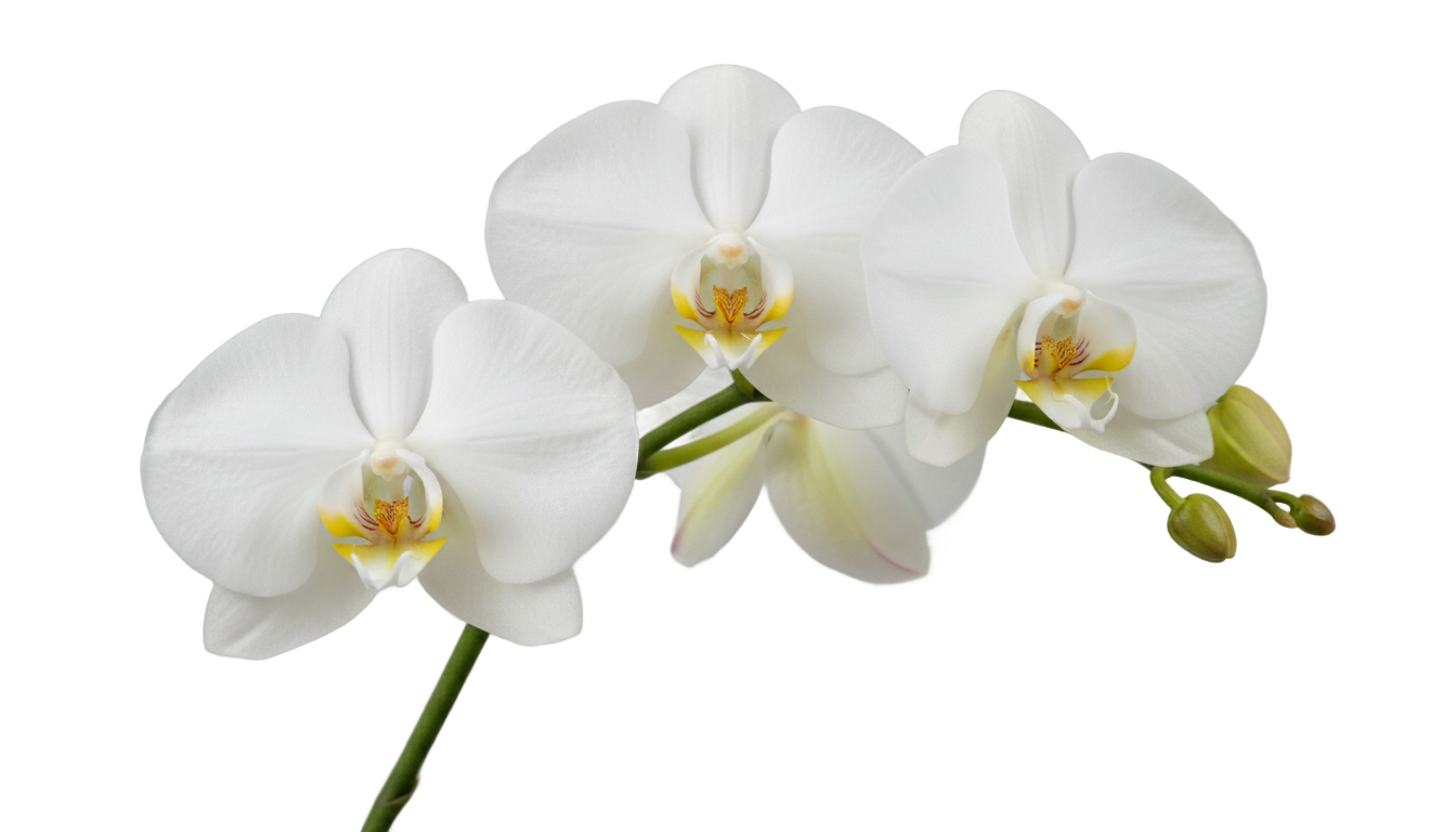 white orchid flower png PNG transparent background