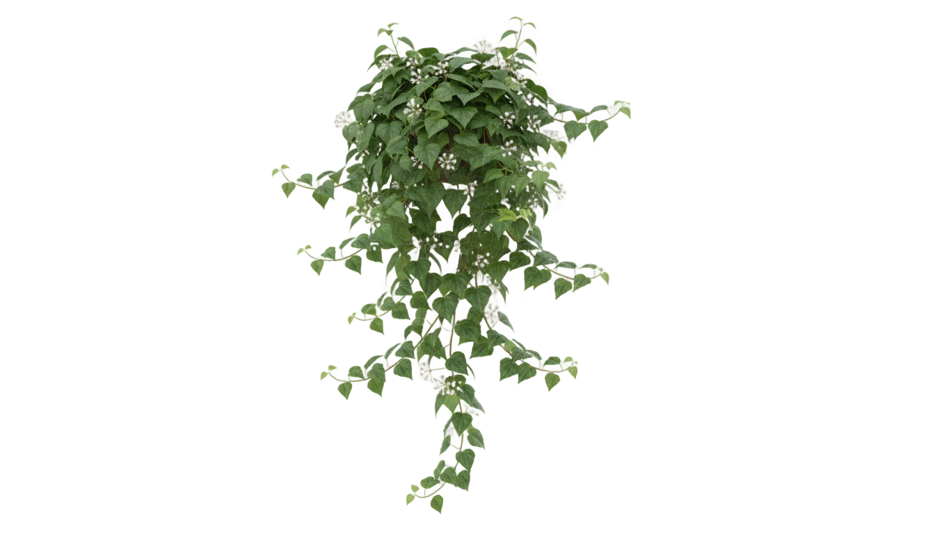 ivy flower png PNG transparent background