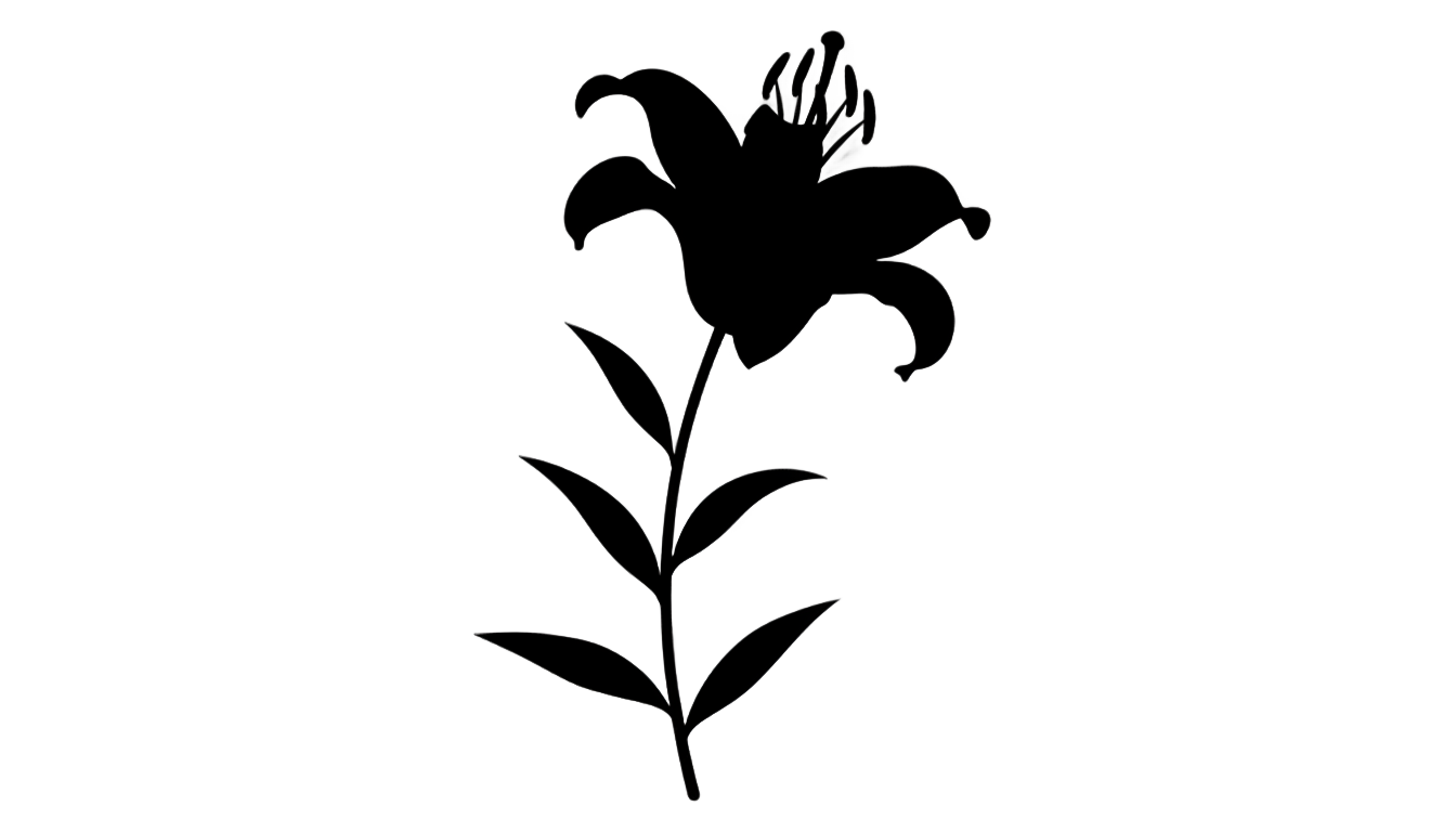 lily flower silhouette png PNG transparent background