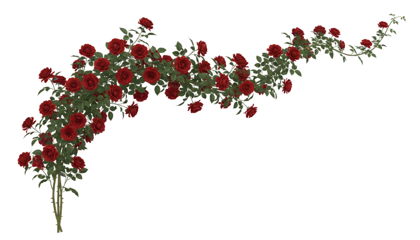 rose vine png PNG transparent background