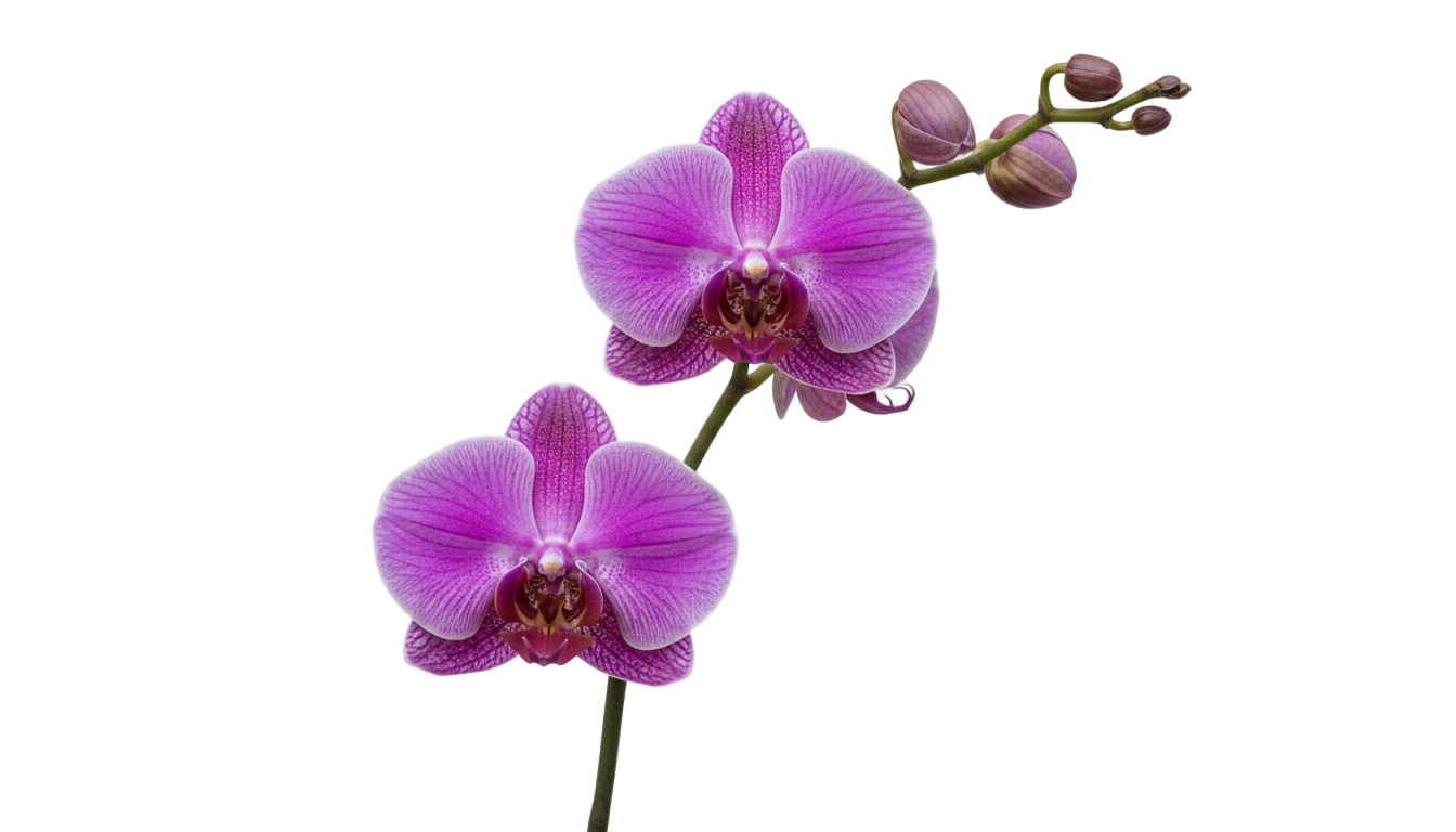 png orchid society PNG transparent background