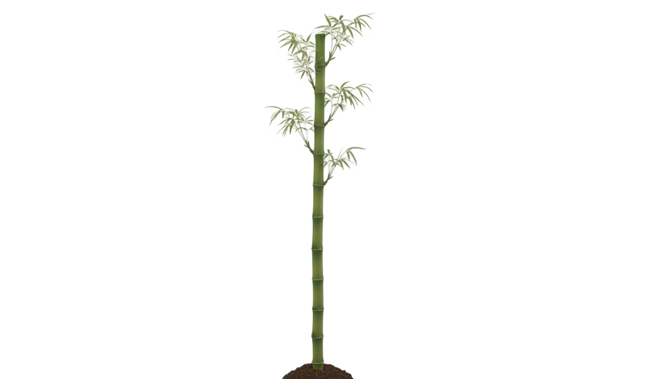 single bamboo png PNG transparent background