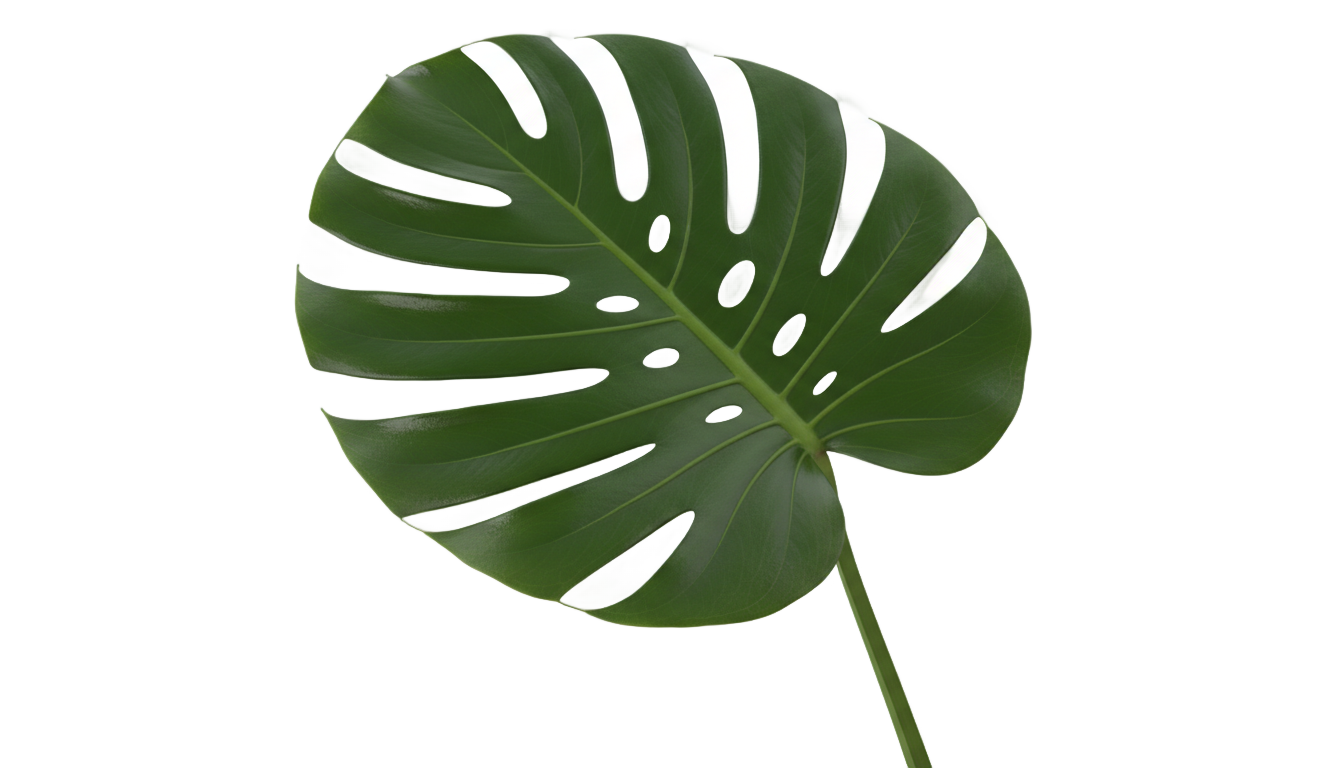 daun monstera png PNG transparent background